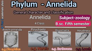 Annelida general character Bsc 5th semester zoology [upl. by Yoccm]