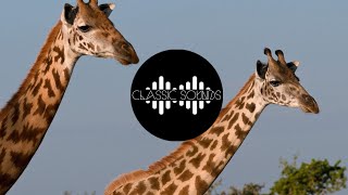 Giraffe Sound Effect Pack HQ [upl. by Irahs]