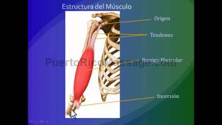 Kinesiologia Introducción a los principios del movimiento [upl. by Eekram537]