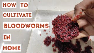 How to cultivate and preserve bloodworms  Blood worm disadvantages  தமிழில் [upl. by Peer]