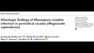 26A HistologicFindings Of Massospora cicadina infection In Periodical Cicadas Magicicada septendecim [upl. by Weeks]