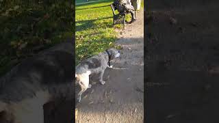 Sunshine Walking Autumn sunshine dog cute vondelpark the1eloise [upl. by Ahs266]