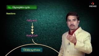 Glyoxylate cycle  Biochemistry MBBS Lectures  Dr G Bhanu prakash [upl. by Pretrice]