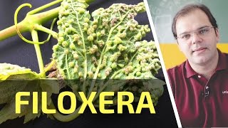 Filoxera  Univinhocom  Parte 25 de 365 [upl. by Fronia]