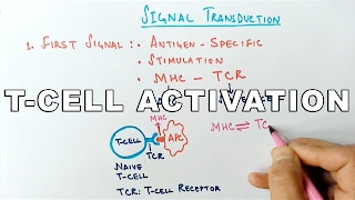 Mechanism of TCELL ACTIVATION [upl. by Aihsenyt572]