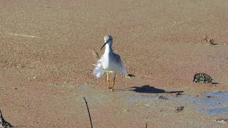 Greater Yellowlegs hunts on windy day [upl. by Nennarb]