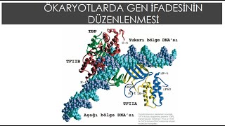 Genetik Bölüm 17 Ökaryotlarda Gen İfadesinin DüzenlenmesiPart 1 genel biyoloji [upl. by Donelu478]