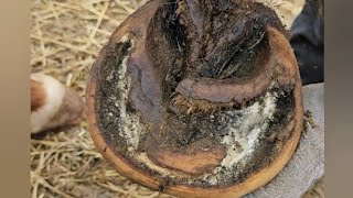 UGLY hoof trim overgrown hoof horse hoof bar trim hoofcleaning hooftrimming horseshoe farrier [upl. by Poliard]