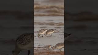 Bartailed Godwit short by quotCamilla amp Iquot [upl. by Araht536]