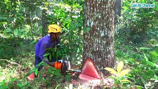 Tebang Pohon Mahoni Super  Chainsaw STIHL MS 382 [upl. by Giffard]