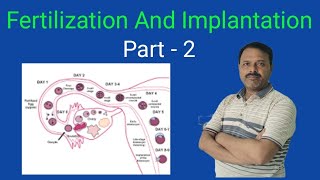 Fertilization And Implantation  Class 12  Biology [upl. by Gildas]