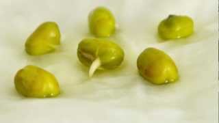 TimeLapse Mung Bean Germination [upl. by Hiroshi791]