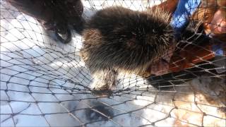 Ever heard what an angry porcupine sounds like [upl. by Hotze284]