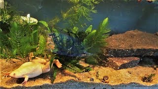 African Clawed Frog Tank Setup amp Care Xenopus laevis [upl. by Morena722]