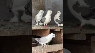 satinette pigeon Fancy pigeon [upl. by Rhianon]