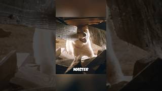 this dog refused to STOP DIGGING to save his master shorts movie [upl. by Yevi544]