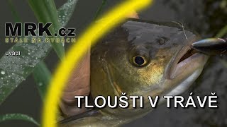 Tloušti v trávě [upl. by Seigler898]