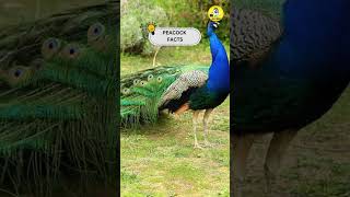 Peacock Facts shorts facts peacock [upl. by Ancell]