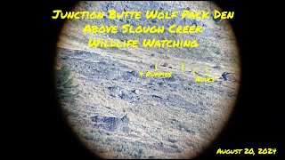 Junction Butte Wolf Pack Den Above Slough Creek  Wildlife Watching yellowstonenationalpark wolves [upl. by Amekahs]