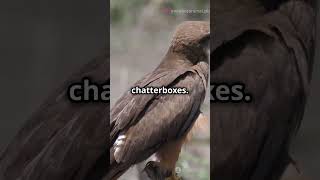 5 Mind Blowing Facts About Yellow billed Kites [upl. by Gianni]