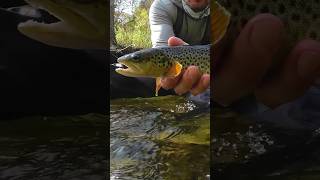 Brown Trout browntroutfishing fishingflyfishing euronymphing [upl. by Premer]