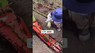 Best manual planting machine habibi assam127 farming ytshorts shortsfeed assamfarmer [upl. by Arreip]