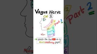 Vagus Nerve  10th Cranial Nerve  CN X  Neuroanatomy Part 2 anatomy science nurse mbbs [upl. by Terbecki]