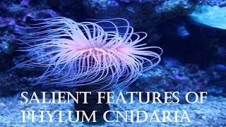 Salient Features of Phylum CnidariaCalicutUniversityMGUniversityKeralaUniversity KannurUniversity [upl. by Aehcsrop]