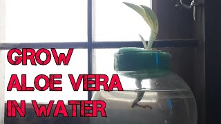 How to grow aloe vera plant in water [upl. by Kinimod755]