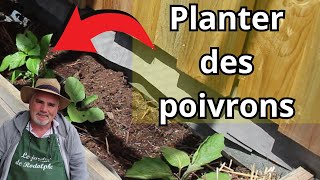 comment planter les poivrons [upl. by Haerb854]