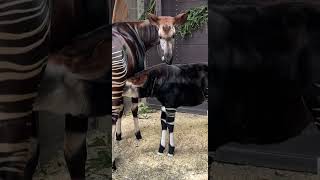 Okapi Mokonzi is Getting Bigger  Cincinnati Zoo shorts [upl. by Caldwell]