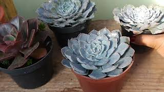 Como cuidar da Echeveria Shaviana e da Echeveria Painted Frills [upl. by Laurens]