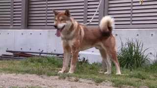 Shikoku ken in Japan Spring 2014 四国犬 [upl. by Isej]