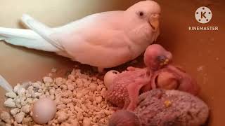 Budgies chicks died in extreme heat Bird Zone BD [upl. by Ewen919]