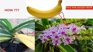 Reasons For Rhynchostylis Orchid Leaves Turning Yellow at base and How To Fix This [upl. by Hnoj]