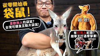 【從零開始養】大袋鼠喜歡抱人的袋鼠台灣可以餵食互動的袋鼠超壯有打死人紀錄跟拳王打過拳擊賽最大兩種袋鼠紅大袋鼠東部灰大袋鼠【許伯簡芝】 [upl. by Larok]