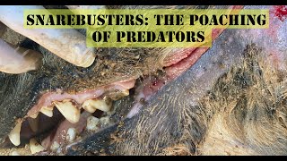 Snarebusters The Poaching of Predators [upl. by Noslrac]