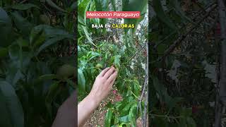 Curiosidades del Melocotón Paraguayo Frutas Campo Saludable [upl. by Dalpe414]