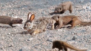 Mongooses Tear Baby Hare Apart [upl. by Anujra]