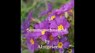 Sommer in der Stadt  Almgeier [upl. by Hna]