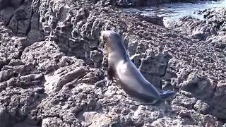 Trip to Rabida Island Galapagos cruise [upl. by Spada]