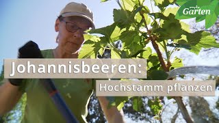 Johannisbeeren Hochstamm richtig pflanzen  MDR Garten [upl. by Arbua]