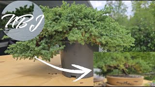 Making a bonsai from nursery stock juniper [upl. by Sergo]