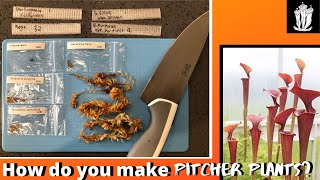 How to Grow Carnivorous Plants From Seed  Sarracenia [upl. by Sibylla]