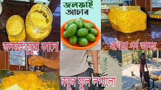 😋জলফাই কুচুম্বা বনালো😋 আপোনিও এবাৰ বনাওঁকচোনAssamese Jolphai AcharOlive pickle Recipe in Assamese [upl. by Charis]