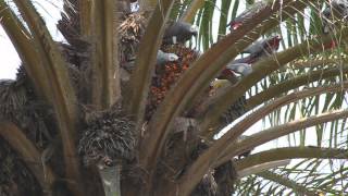 African Grey Parrots [upl. by Ramma]