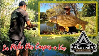 Traque des Carpes En Stalking en Surface CarpfishingStalkingAnaconda [upl. by Etienne]