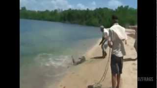 Crocodile Attacks Australian Fisherman [upl. by Neliak534]