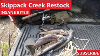 Skippack Creek Trout Slay So many trout you couldnt see bottom [upl. by Eelyak]