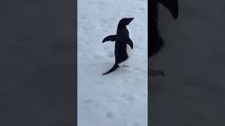 Penguin fight [upl. by Iz]